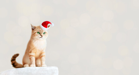 Angry red cat in santa hat