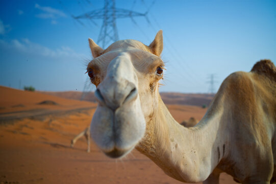 Camel Funny Face