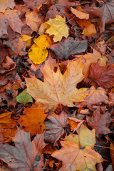 Naklejka na ściany i meble Autumn maple leaf in a pile of other orange leaves