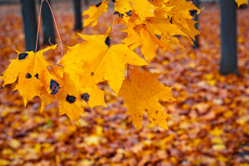 Naklejka na ściany i meble Autumn maple leaves on a branch