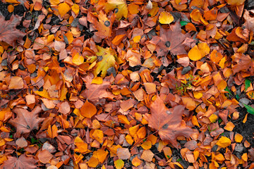 View of autumn leaves on the ground