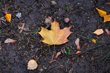Autumn maple leaf in a pile of other orange leaves