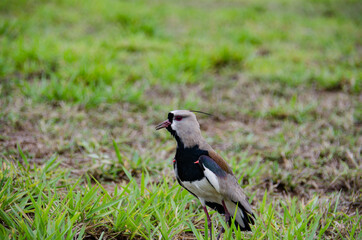 southern lapwing in the grass