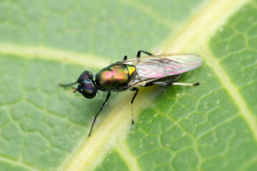 Common horse fly, Haematopota species, Satara, Maharashtra, India