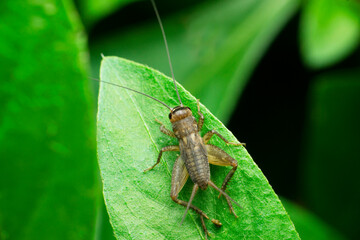 Field cricket insect, Satara, Maharashtra, India