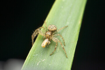 Crab spider,Indoxysticus minutus (Tikader, 1960), Satara, Maharashtra, India