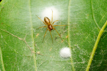 Dictyna arundinacea Linnaeus, 1758 spider, Satara, Maharashtra, India
