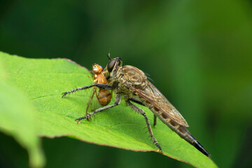 Robberfly, Zosteria species with fruit fly kill, Satara, Maharashtra, India