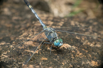 Blue skimmer dragonfly, Diplacodes trivialis, Satara, Maharashtra, India