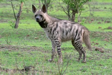 Rolgordijnen zonder boren Hyena Gestreepte hyena, Hyaena hyaena, Satara, Maharashtra, India