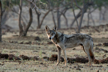 Indian grey wolf, Canis lupus pallipes, Satara, Maharashtra, India - Powered by Adobe
