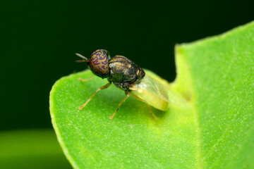 Green belly horsefly, Satara, Maharashtra, India