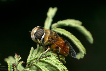 Cicada fly, Satara, Maharashtra, India