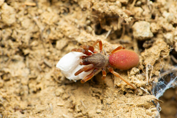 Red velvet spider with eggsack, Stenochilus hobsoni, Satara, Maharashtra india