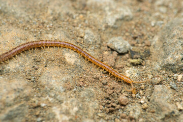 Soil dwelling centipede, Geophilus flavus, Satara, Maharashtra, India