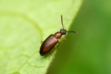 Tiny beetle, Tetraphalerus wagneri, Satara, Maharashtra, India