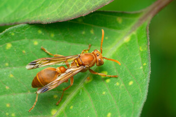 Red paper wasp, Polistes species, Satara, Maharashtra, India