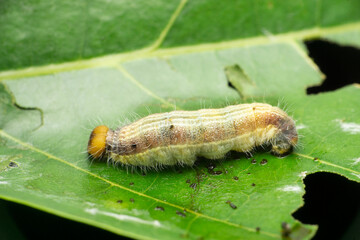 Swift butterfly caterpillar, Parnara species, Satara, Maharashtra, India