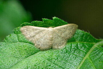 Wax moth species, Satara, Maharashtra, India