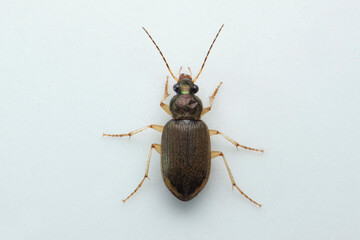 Ground beetle, Satara, Maharashtra, India
