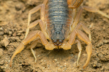 Indian red scorpion, Hottentotta tamulus, Satara, Maharashtra, India