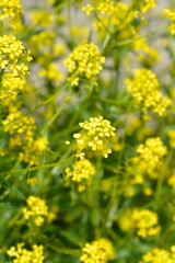 Fototapeta premium Turkish rocket