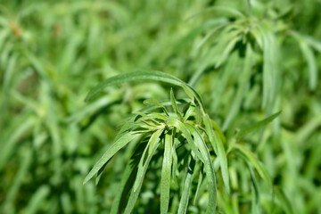 Tarragon leaves