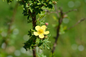 Shrubby Cinquefoil