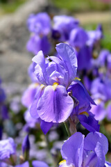 Southern Adriatic Iris