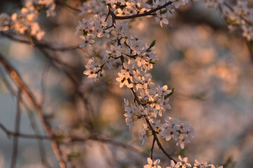white cherry blossoms turned pink in the sunset rays