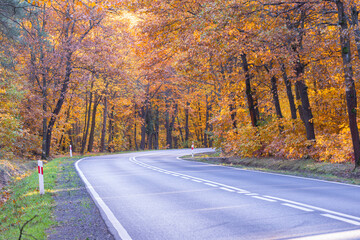 Asfaltowa droga przez liściasty las. Jest jesień. Liście na drzewach mają brązowy kolor.