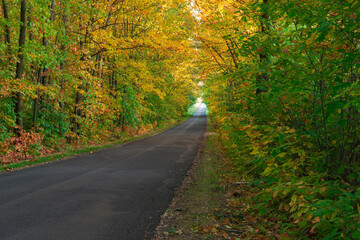 Asfaltowa droga przez liściasty las. Jest jesień, większość liści na drzewach ma żółty kolor. - obrazy, fototapety, plakaty