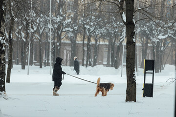 a woman walks her dog in a snowstorm. a walk in the winter park with a pet. a good-natured dog on a leash. walking among snowdrifts in cold weather