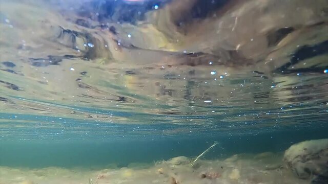 A sports fisherman releases unharmed grayling back to shallow water of Lainio river after it was caught in Swedish Lapland in Kiruna wilderness in August 2021. Grayling sprints away fast.