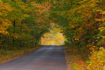 Asfaltowa droga przez liściasty las. Jest jesień, większość liści na drzewach ma żółty kolor. - obrazy, fototapety, plakaty