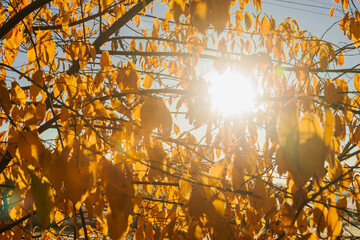Drzewo liściaste jesienią pokryte żółtymi liśćmi. Zza liści przebija się słoneczne światło.  - obrazy, fototapety, plakaty