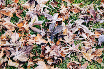 Last maple leaves on crisp winter morning, autumn color