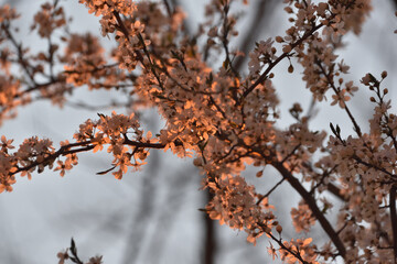white cherry blossoms turned pink in the sunset rays