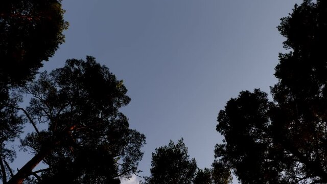 Silhouettes of trees and blue sky. View from below. Timelapse.