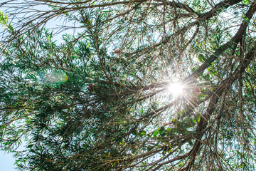 Obraz premium Sunlight Shines Through Tree Branches Beautiful Nature Background