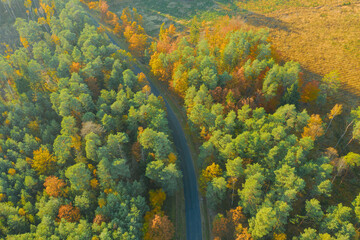 Asfaltowa droga w mieszanym, liściasto iglastym lesie. Jest jesień, liście na liściastych...