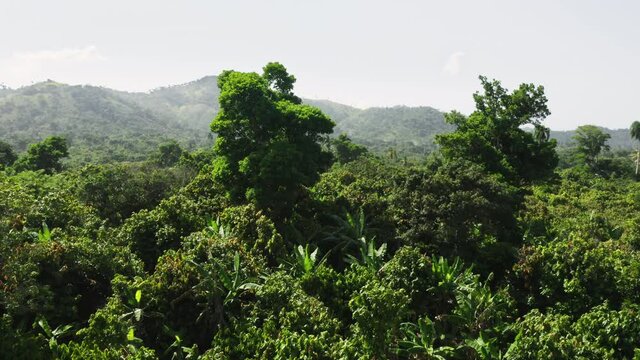 Beautiful slopes with lush and vivid vegetation under blue clear skies. Drone footage of the natural wilderness with green thick rainforest and mountains in the background. High quality 4k footage