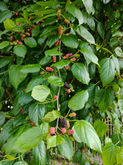 The blackberry, Morus nigra, plant in the garden in southern Brazil 