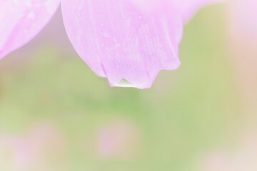 コスモスのマクロ撮影