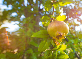 Green unripe pomegranate fruit on a branch in warm happy sun light. Bright colorful photo with free empty copy space for text.