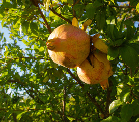 Yellow unripe pomegranate fruit on a branch in warm happy sun light. Bright colorful photo made in Sicily, Italy