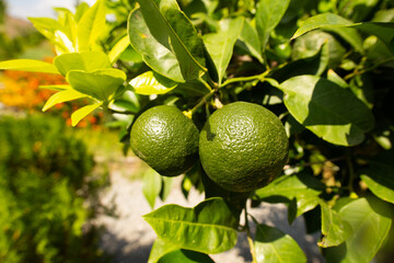 Green Sicilian tangerine mandarin clementine fruits on a branch on warm sunny day. Bright colorful photo made in Sicily, Italy