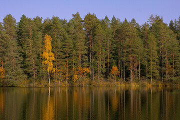 autumn trees reflected in water