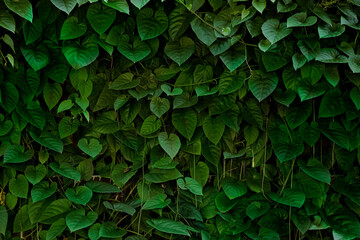 Green leaves background, Green concept background.