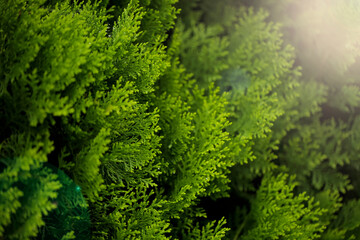 Green pine tree background, Abstract green trees background.